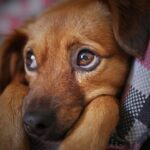 dog, cute, animal